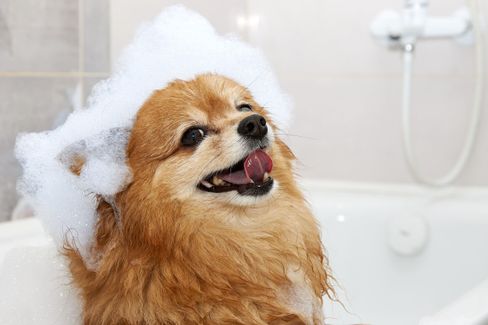 perro bañándose